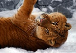 Аватар пользователя